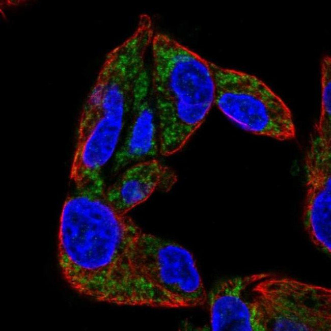 CYP27A1 Antibody in Immunocytochemistry (ICC/IF)