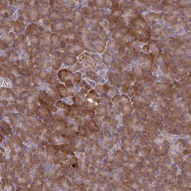 OXNAD1 Antibody in Immunohistochemistry (Paraffin) (IHC (P))