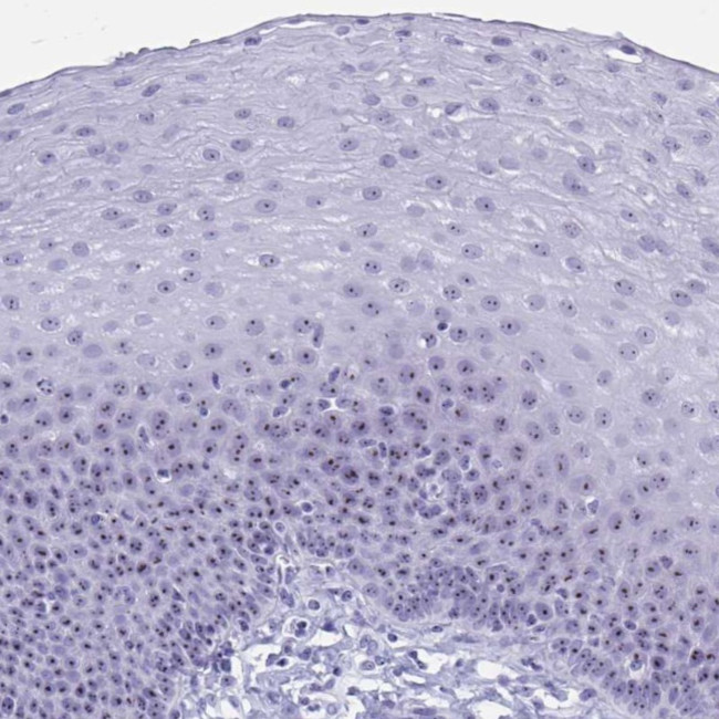 TBC1D29 Antibody in Immunohistochemistry (Paraffin) (IHC (P))