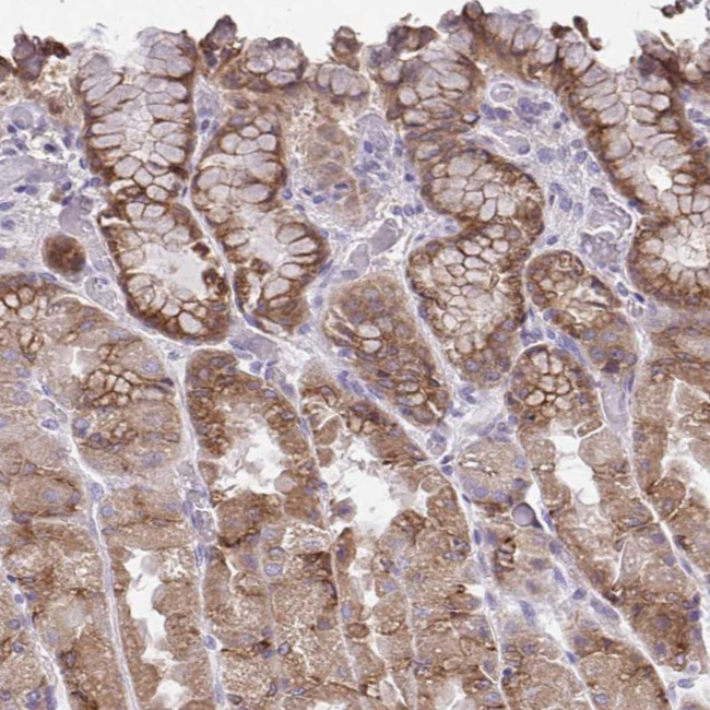 CHIA Antibody in Immunohistochemistry (Paraffin) (IHC (P))