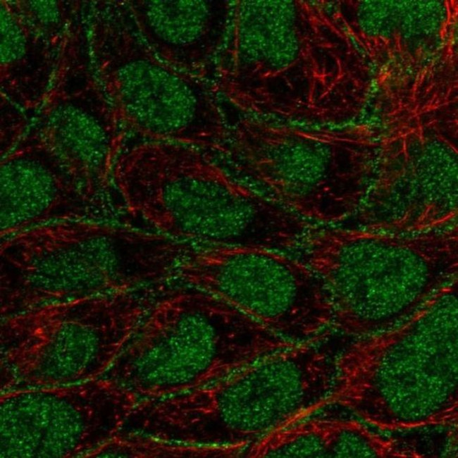 FOXN3 Antibody in Immunocytochemistry (ICC/IF)