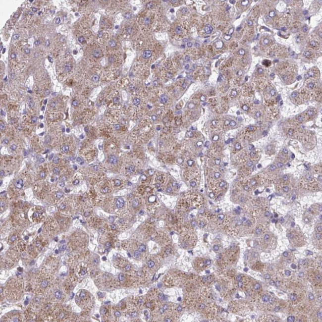 NIPSNAP1 Antibody in Immunohistochemistry (Paraffin) (IHC (P))