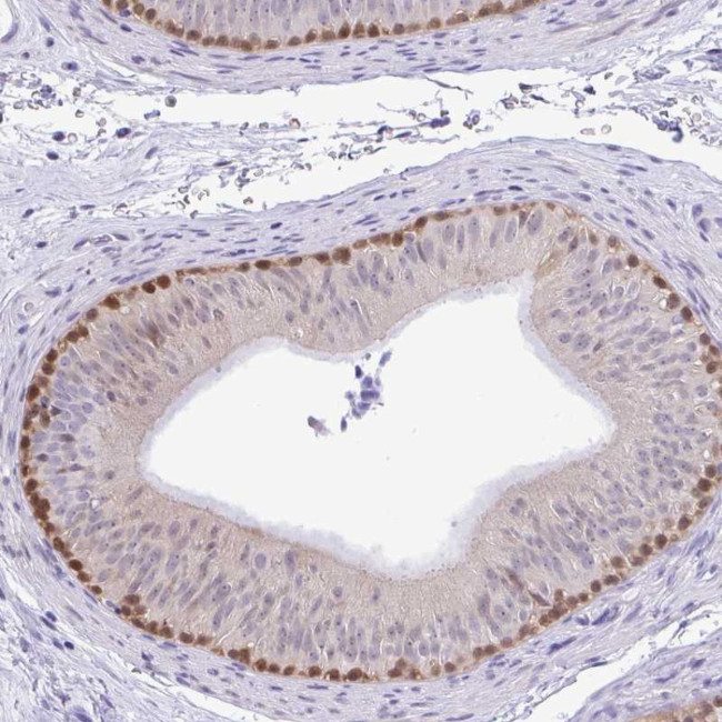ZNF485 Antibody in Immunohistochemistry (Paraffin) (IHC (P))