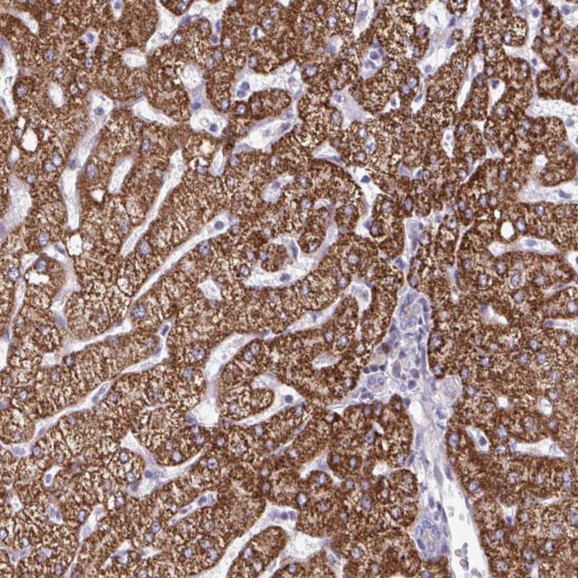 DUXA Antibody in Immunohistochemistry (Paraffin) (IHC (P))