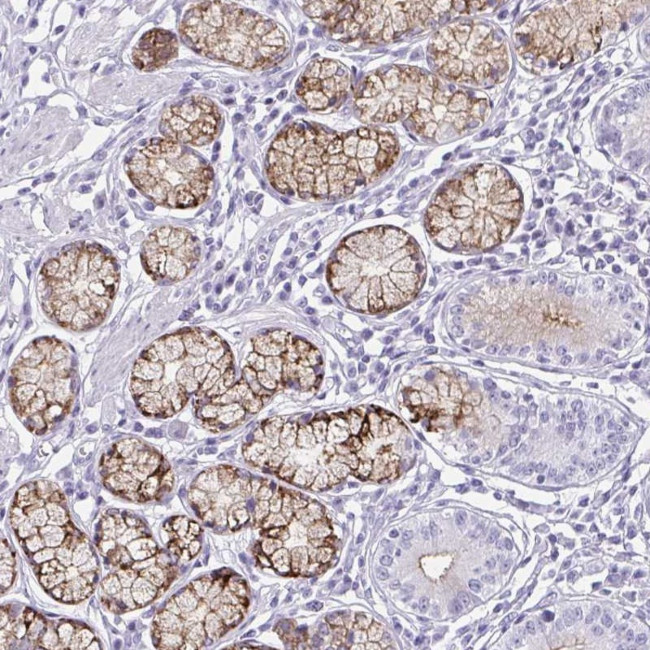 OR5F1 Antibody in Immunohistochemistry (Paraffin) (IHC (P))
