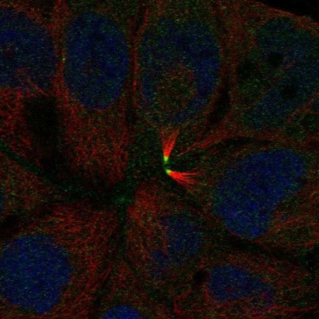 CEACAM18 Antibody in Immunocytochemistry (ICC/IF)