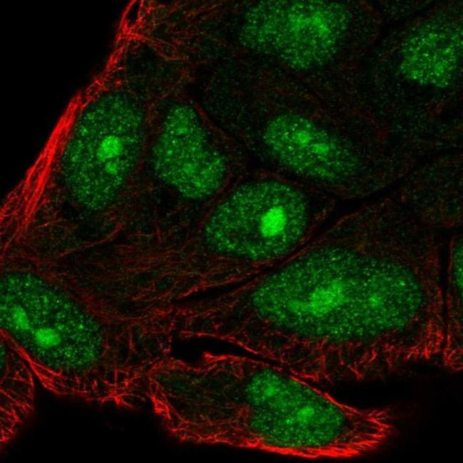 C14orf39 Antibody in Immunocytochemistry (ICC/IF)