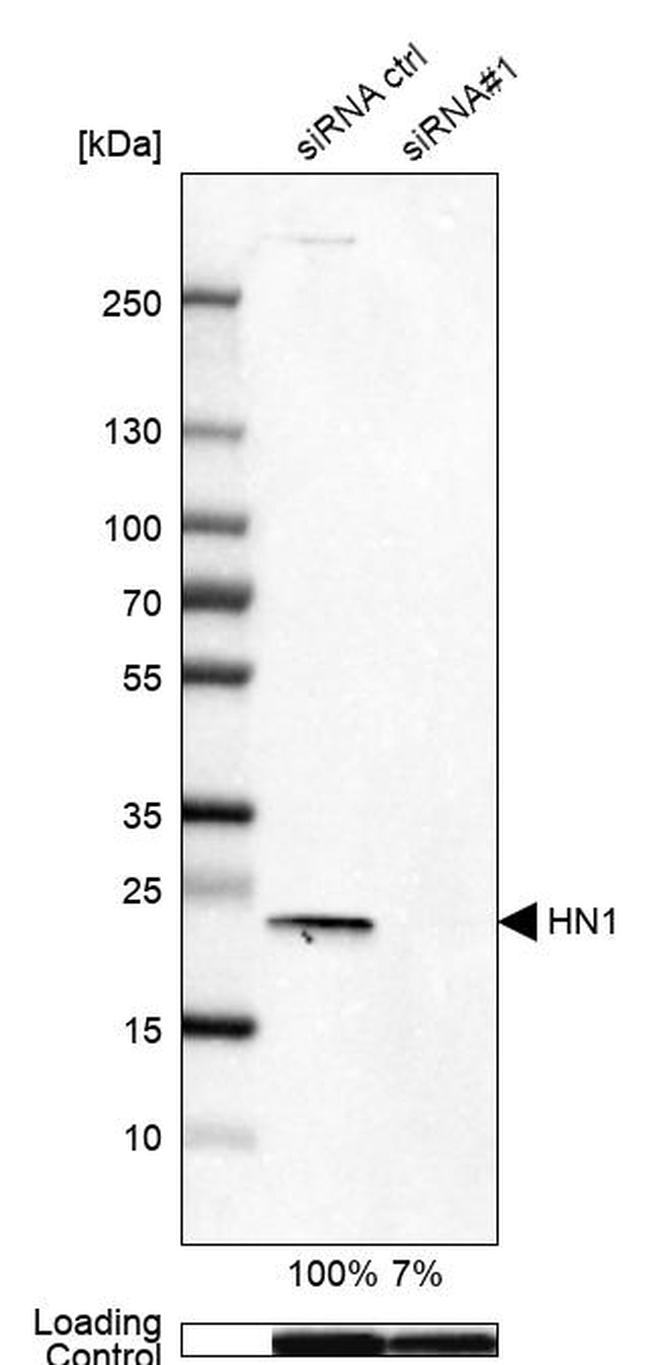 HN1 Antibody in Western Blot (WB)