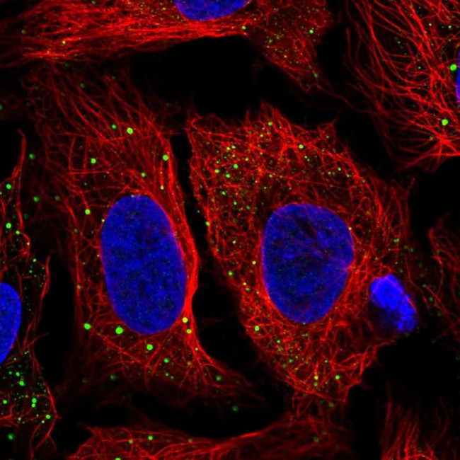 HDHD2 Antibody in Immunocytochemistry (ICC/IF)
