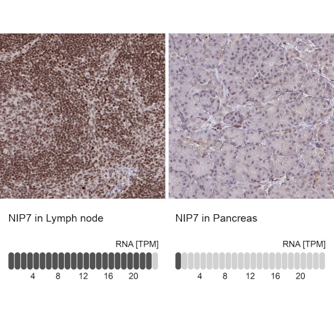 NIP7 Antibody in Immunohistochemistry (IHC)