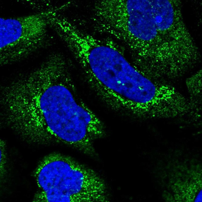 C1orf151 Antibody in Immunocytochemistry (ICC/IF)