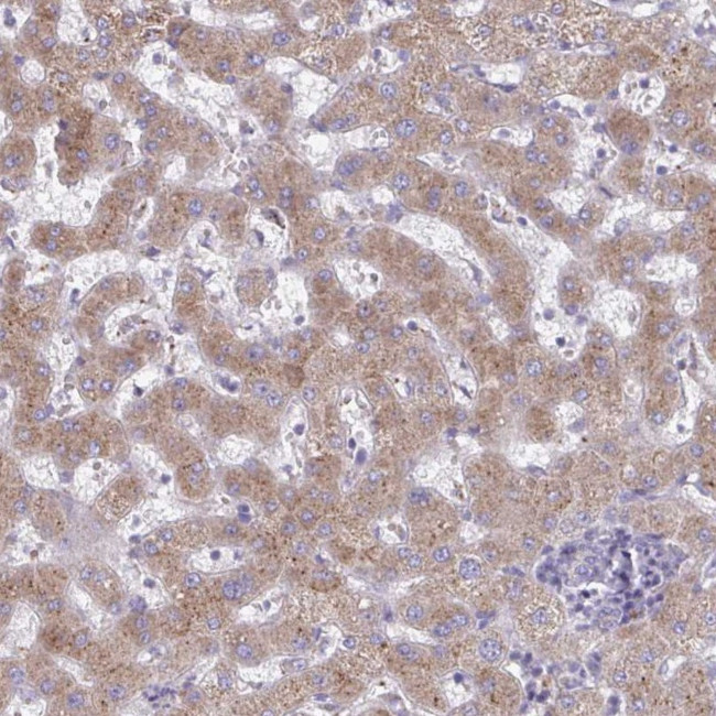 FAM122C Antibody in Immunohistochemistry (Paraffin) (IHC (P))