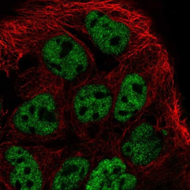PROB1 Antibody in Immunocytochemistry (ICC/IF)
