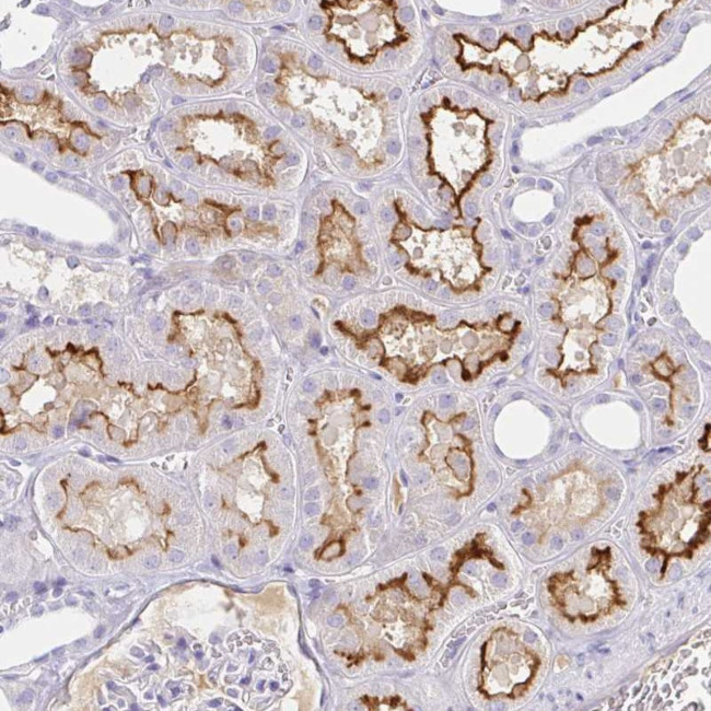 SAA4 Antibody in Immunohistochemistry (Paraffin) (IHC (P))