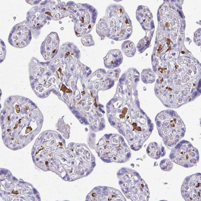 SIGLEC11 Antibody in Immunohistochemistry (Paraffin) (IHC (P))