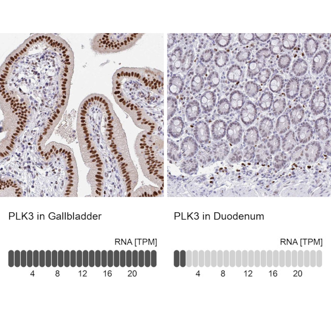PLK3 Antibody