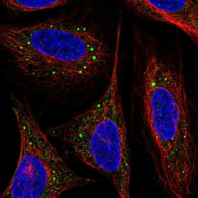 ARL4D Antibody in Immunocytochemistry (ICC/IF)