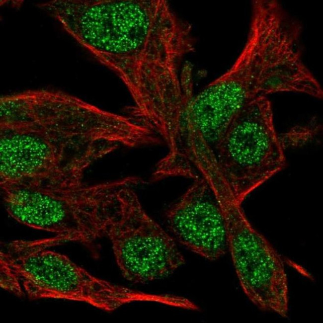 CLASRP Antibody in Immunocytochemistry (ICC/IF)