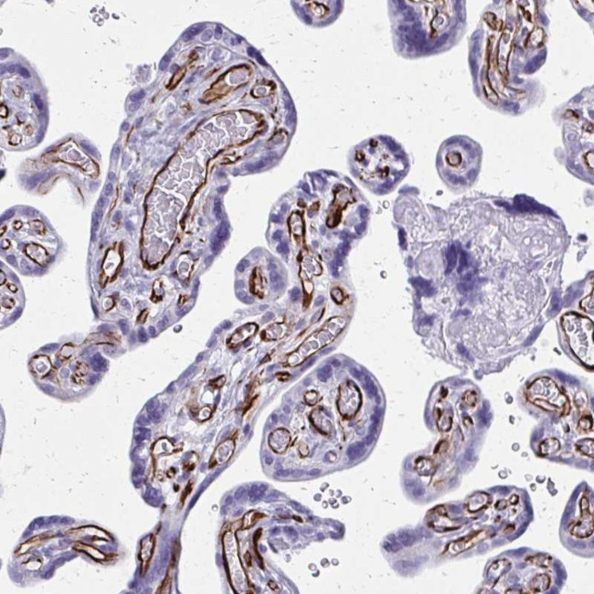 TRIM6 Antibody in Immunohistochemistry (Paraffin) (IHC (P))