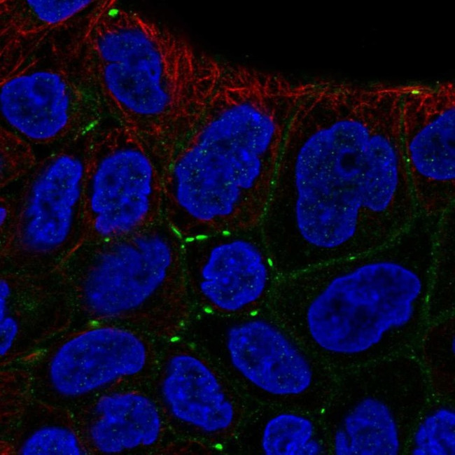 MPZL2 Antibody in Immunocytochemistry (ICC/IF)
