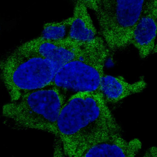 RPL27A Antibody in Immunocytochemistry (ICC/IF)