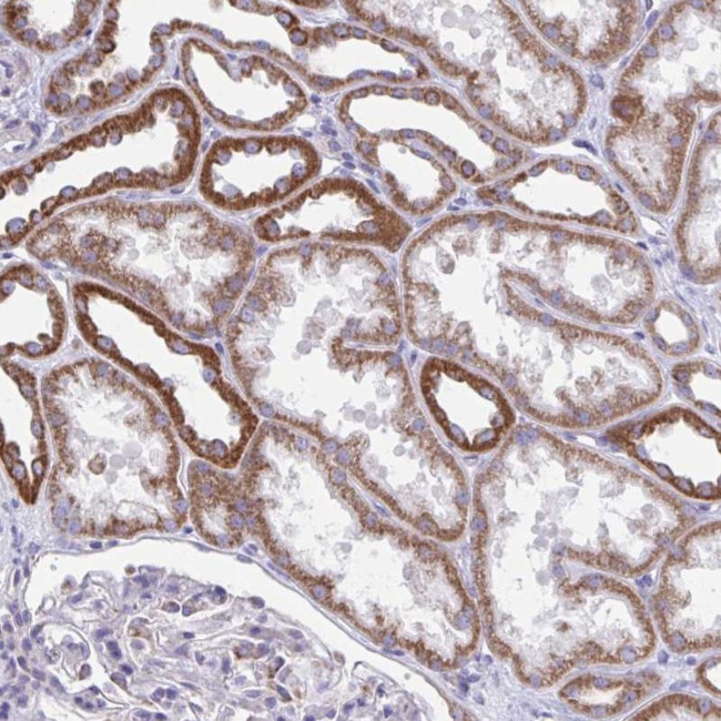 LINGO4 Antibody in Immunohistochemistry (Paraffin) (IHC (P))