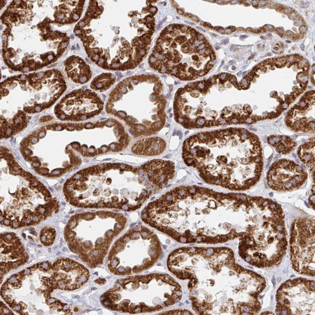 STARD8 Antibody in Immunohistochemistry (Paraffin) (IHC (P))