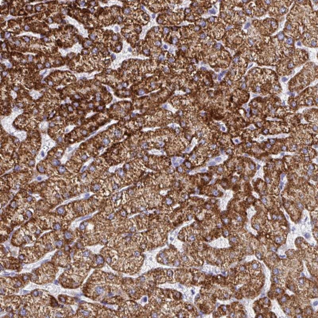 ATP Synthase gamma Antibody in Immunohistochemistry (Paraffin) (IHC (P))