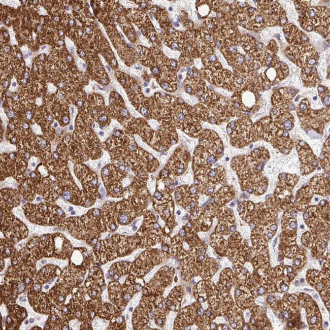 RHEBL1 Antibody in Immunohistochemistry (Paraffin) (IHC (P))