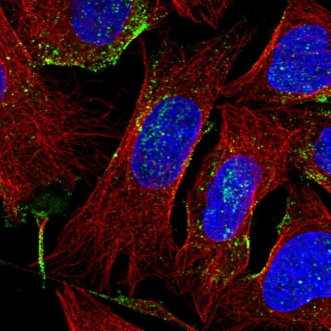 EGFL8 Antibody in Immunocytochemistry (ICC/IF)