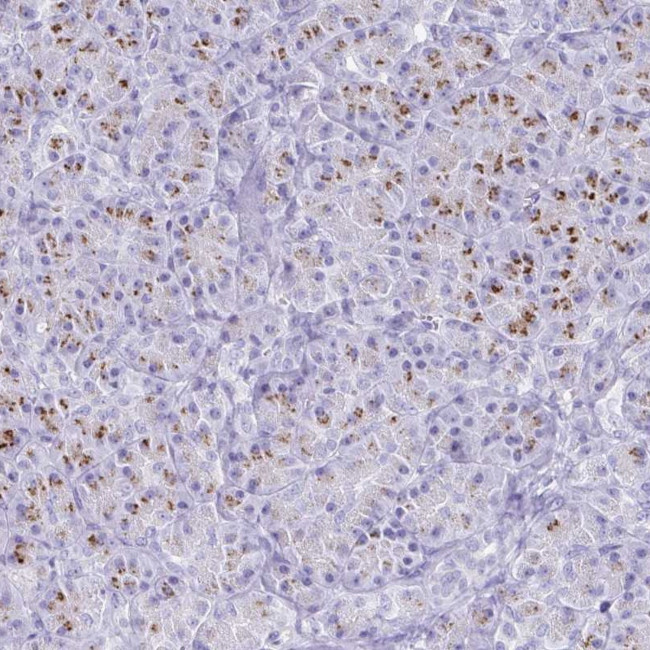 SDR42E2 Antibody in Immunohistochemistry (Paraffin) (IHC (P))