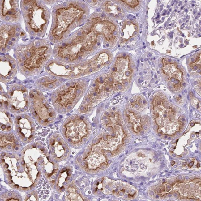 CDH7 Antibody in Immunohistochemistry (Paraffin) (IHC (P))