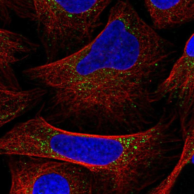 DRAM2 Antibody in Immunocytochemistry (ICC/IF)