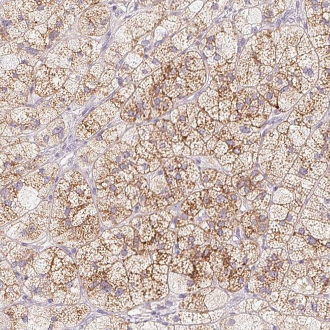 TRPML3 Antibody in Immunohistochemistry (Paraffin) (IHC (P))