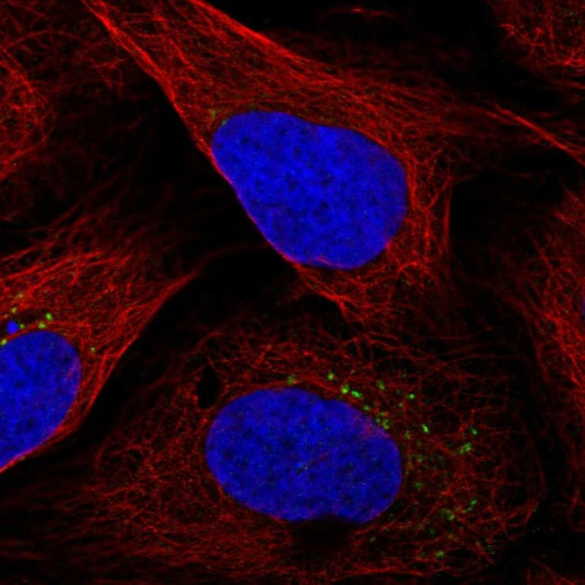 C4orf32 Antibody in Immunocytochemistry (ICC/IF)