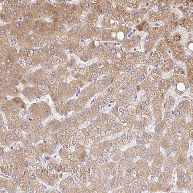 C14orf178 Antibody in Immunohistochemistry (Paraffin) (IHC (P))
