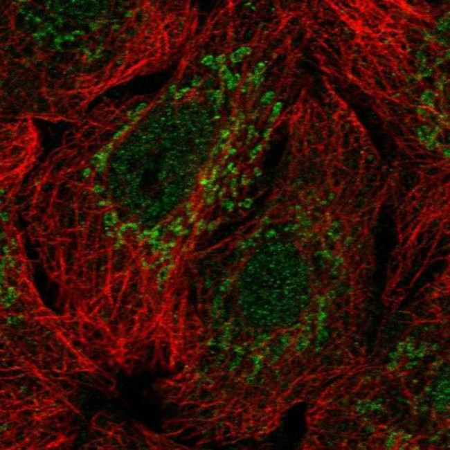 SP9 Antibody in Immunocytochemistry (ICC/IF)