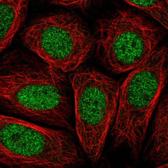 PRR14L Antibody in Immunocytochemistry (ICC/IF)