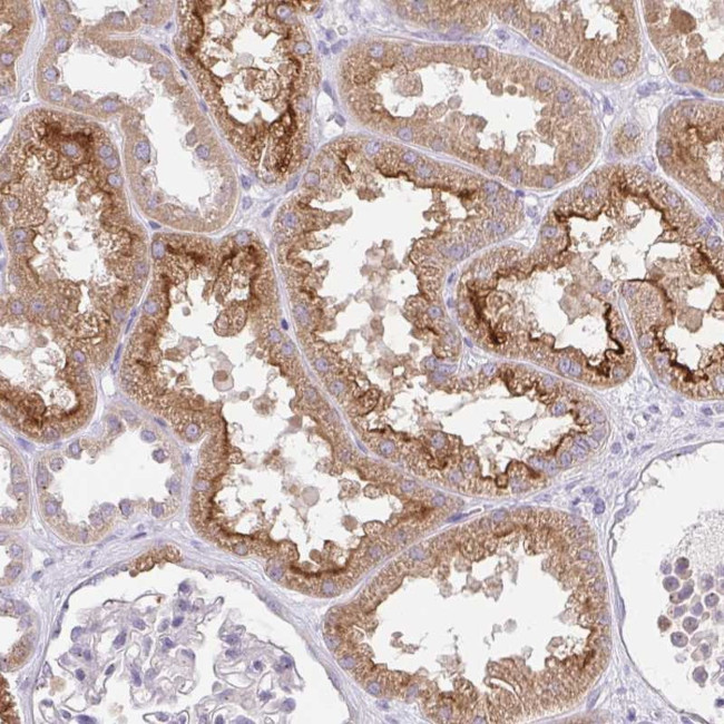 SLC13A1 Antibody in Immunohistochemistry (Paraffin) (IHC (P))