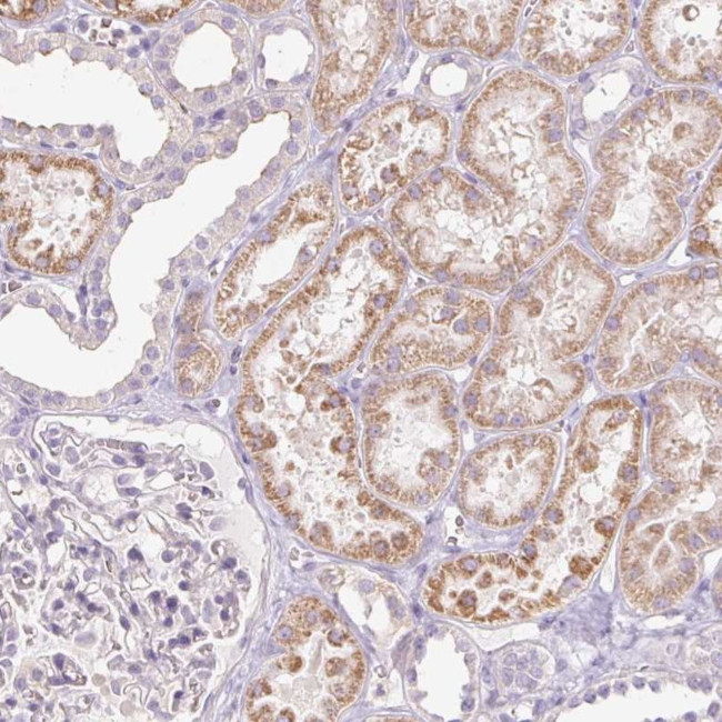 IGFL3 Antibody in Immunohistochemistry (Paraffin) (IHC (P))