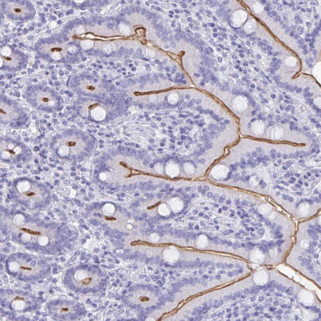 CFAP69 Antibody in Immunohistochemistry (Paraffin) (IHC (P))