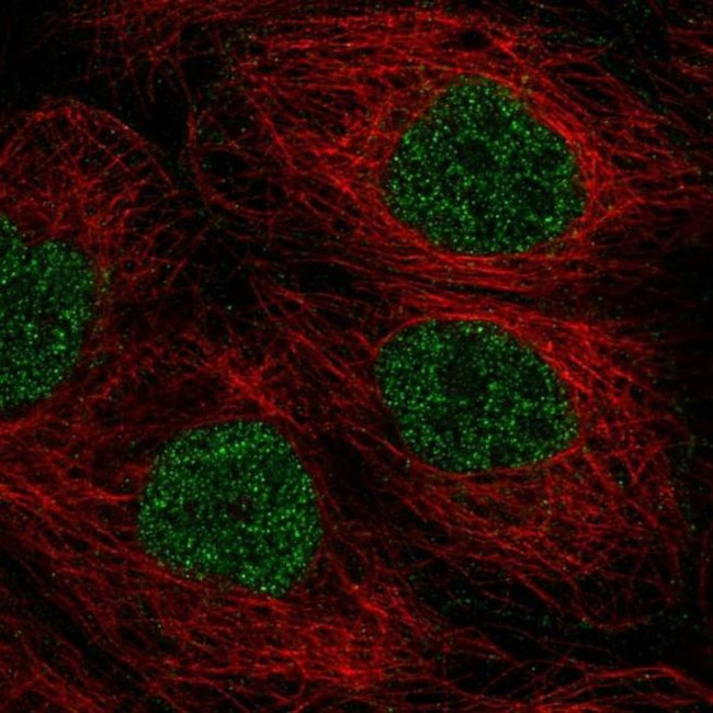TMEM92 Antibody in Immunocytochemistry (ICC/IF)