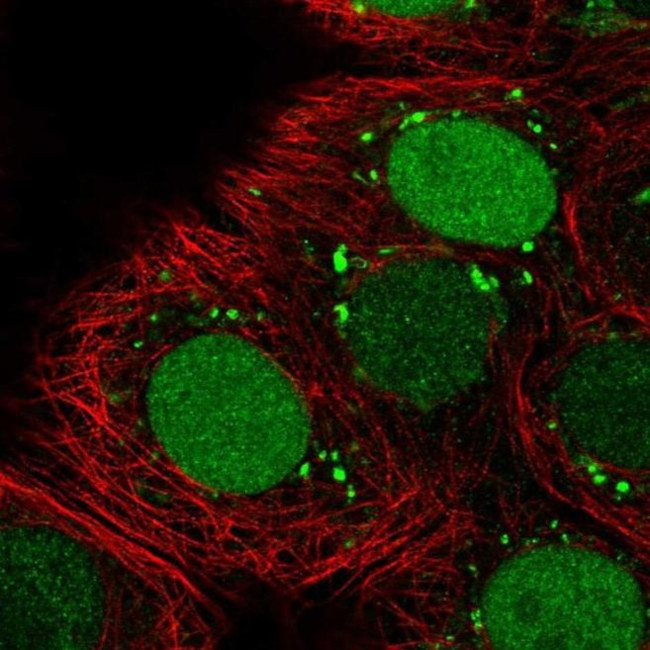 HELLS Antibody in Immunocytochemistry (ICC/IF)