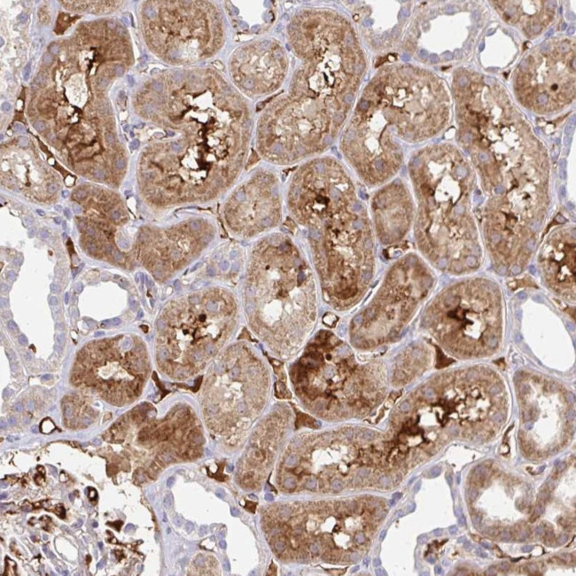NECAP1 Antibody in Immunohistochemistry (Paraffin) (IHC (P))