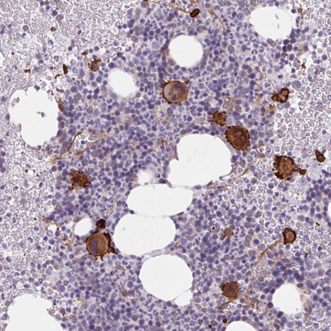 MS4A13 Antibody in Immunohistochemistry (Paraffin) (IHC (P))