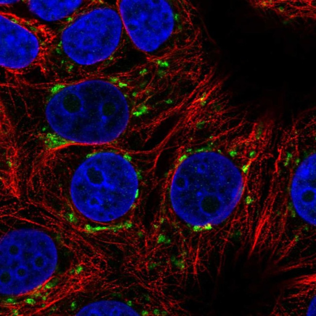 Arfaptin 1 Antibody in Immunocytochemistry (ICC/IF)