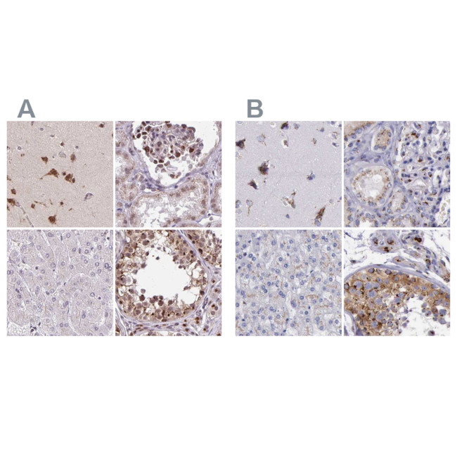 GOLGA5 Antibody in Immunohistochemistry (IHC)