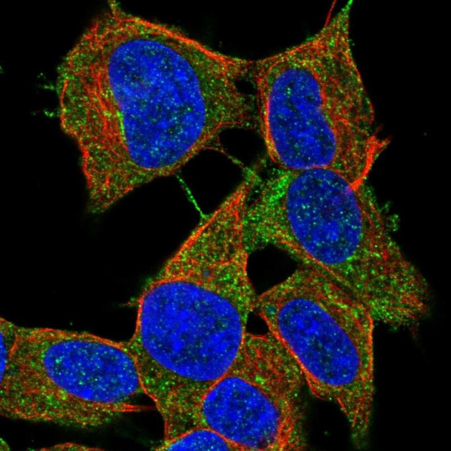 LYRM2 Antibody in Immunocytochemistry (ICC/IF)