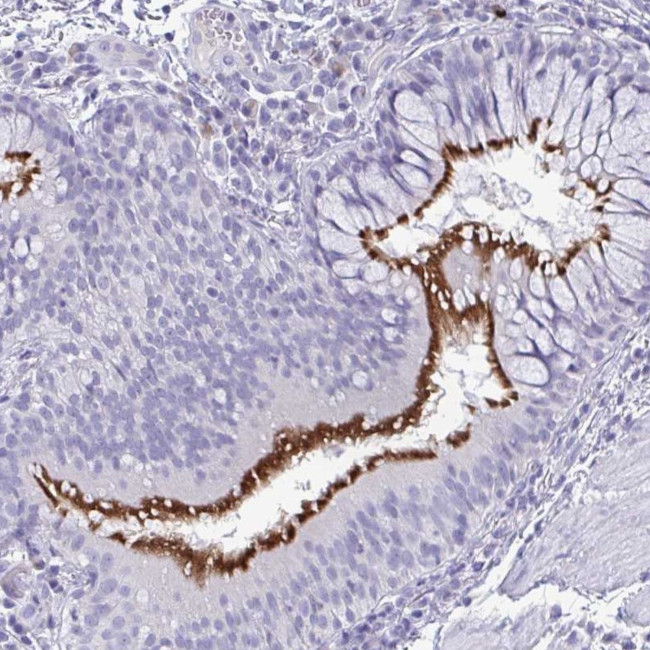 PRR24 Antibody in Immunohistochemistry (Paraffin) (IHC (P))