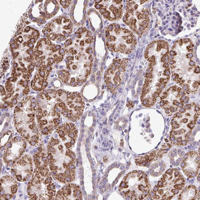 NAGPA Antibody in Immunohistochemistry (Paraffin) (IHC (P))